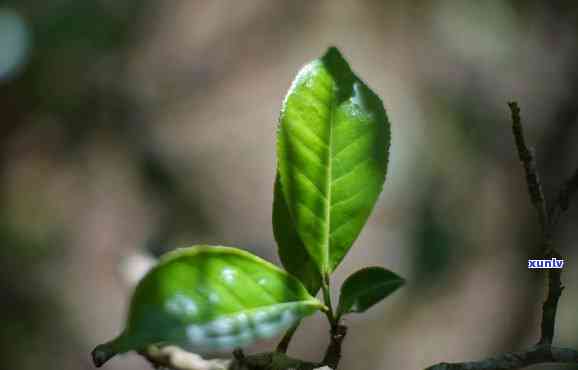 大树叶子茶是什么茶叶，探秘茶叶世界：什么是大树叶子茶？