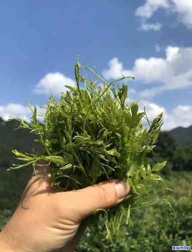 芽尖莓茶是什么类型的茶？