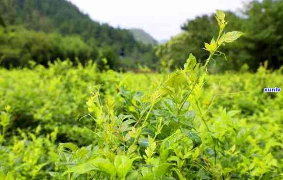 芽尖莓茶是什么类型的茶？