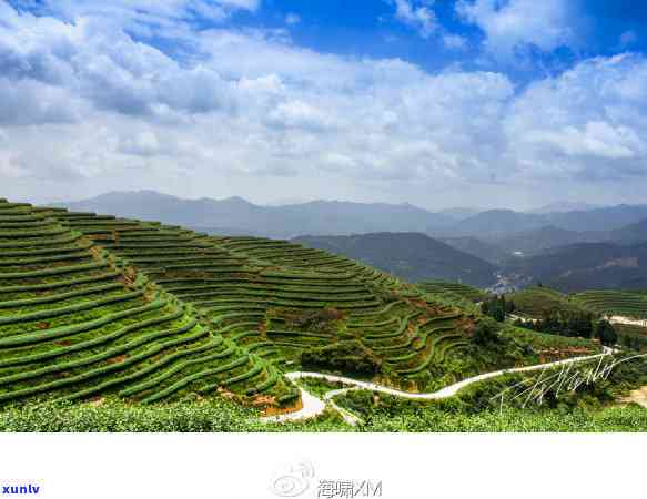 什么茶泡着香味特浓，寻找香味浓的茶叶，你不可错过的品种是什么？