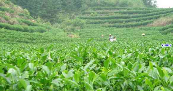 越南哪种茶出名好喝又便宜？推荐几款性价比高的茶叶