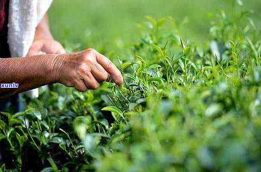 手工茶是属于什么茶种，探索手工茶的独特魅力：它属于哪种茶种？