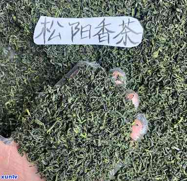 松阳香茶属于什么茶种？详解其类别与特点