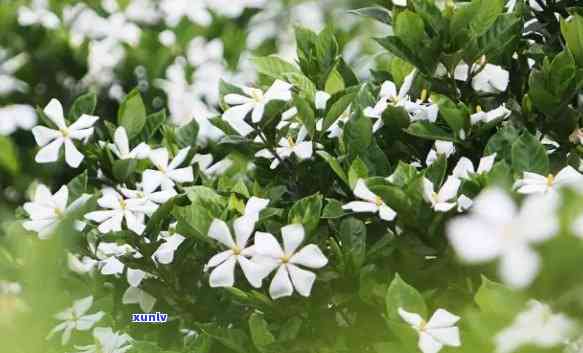 什么茶有栀子花香，探寻具有栀子花香的茶叶，你不能错过的几种选择