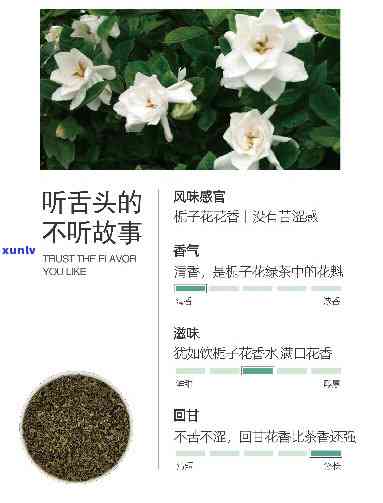 栀子花味的茶，品味清新：尝试一杯栀子花味的茶