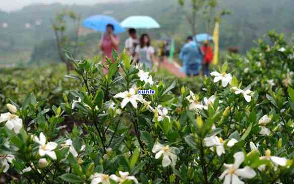 什么茶是栀子花香味最浓，探寻最浓栀子花香的茶叶品种