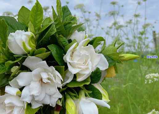 什么茶是栀子花香味-什么茶是栀子花香味的