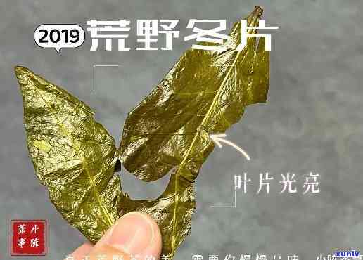 冬片茶是什么茶种，探究茶叶品种：什么是冬片茶？