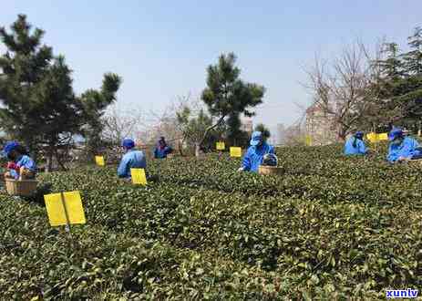 高山四春茶属于什么茶？详解其品种与口感