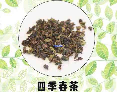 四春茶：属于什么茶？有去火效果吗？如何正确饮用以达到降火目的？