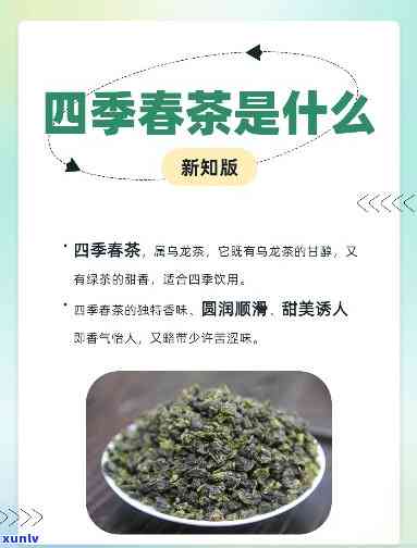 四春茶：属于什么茶？有去火效果吗？如何正确饮用以达到降火目的？