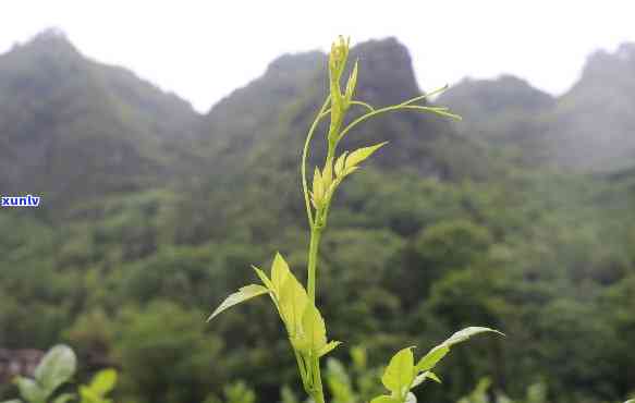 湖北藤茶有什么作用-湖北藤茶的功效与作用