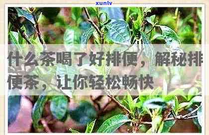 什么茶喝了就能排泄的，喝什么茶能有效促进排便？