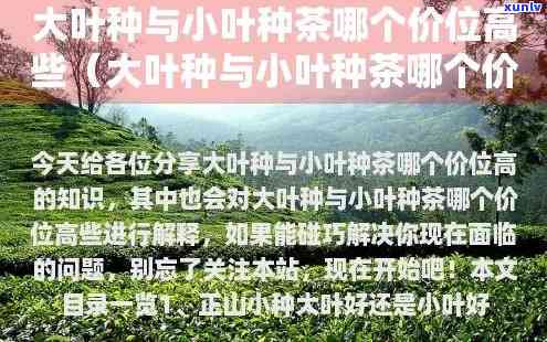 大叶种茶与小叶种茶的区别及其价格对比