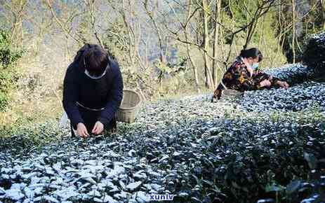 四川适合种植哪些茶树品种？