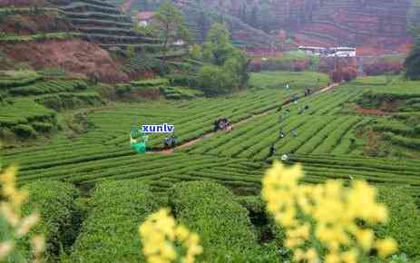 四川适合种植哪些茶树品种？