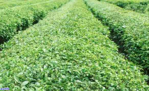 湖南适合种什么茶树呢，湖南地区适宜种植的茶树种类推荐