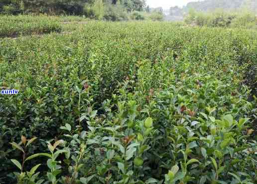 湖南适合种什么茶树-湖南适合种植什么植物