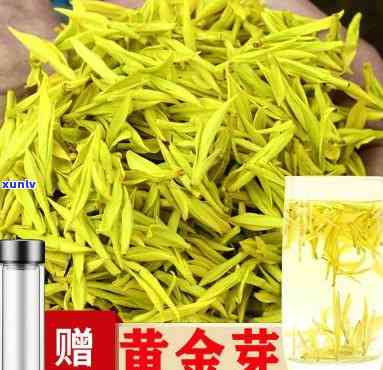 山黄芽是什么茶树种植的，「山黄芽」——来自区的独特绿茶！