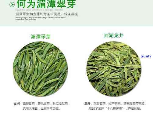 湄潭翠芽：什么茶树品种？