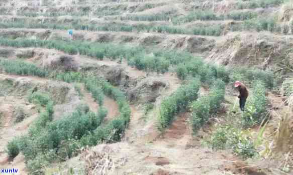 北方适合种什么茶树盆栽，冬来临，北方地区盆栽种植指南：哪些茶树品种最适合？