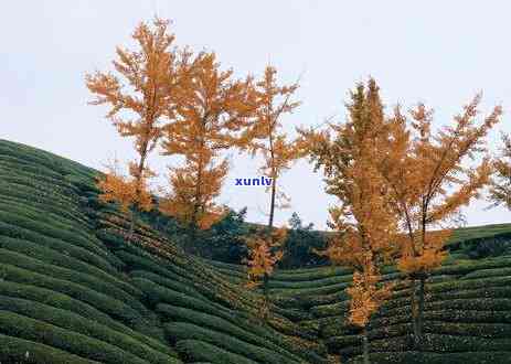 湖北适合种什么茶树种子，探究湖北地区适宜种植的茶树种子品种