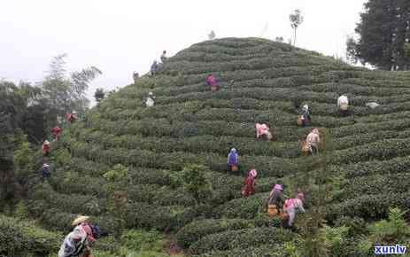 黔东南名茶，探秘中国黔东南：品尝当地著名茶叶的独特风味