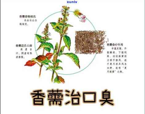 香薷茶可改善口臭吗，喝香薷茶能有效改善口臭问题吗？