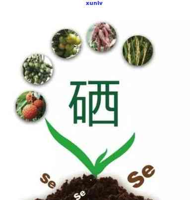 什么茶含硒元素最多？揭晓含硒之一名的水果与饮品