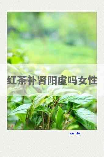 肾阳虚可以喝红茶吗-肾阳虚可以喝红茶吗女性