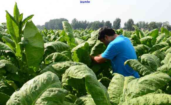 夹皮沟村：专业合作社解决黄烟种植难题，困扰县委多年