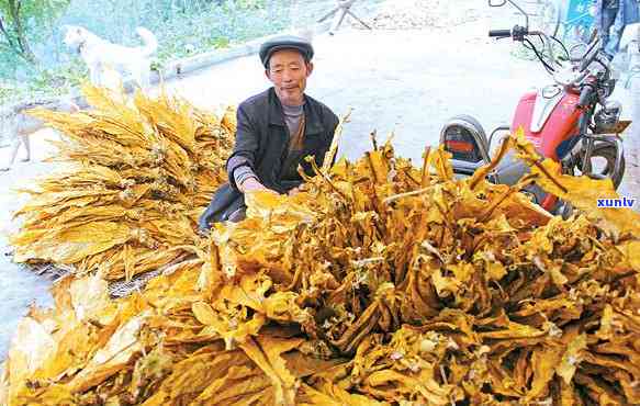 夹皮沟村：专业合作社解决黄烟种植难题，困扰县委多年