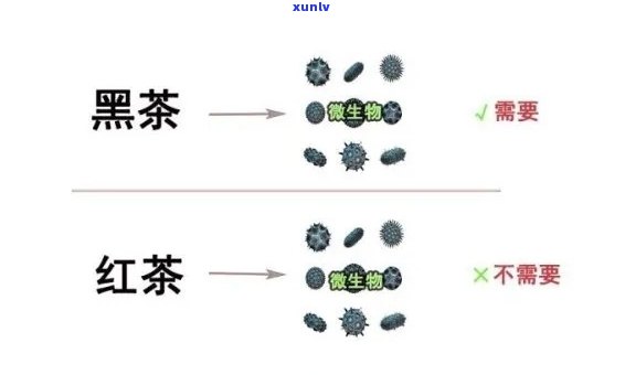 云南普洱茶核心产地概览：探索普洱茶的摇篮之地