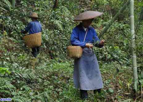 参和红茶能一起喝吗-参和红茶能一起喝吗女人