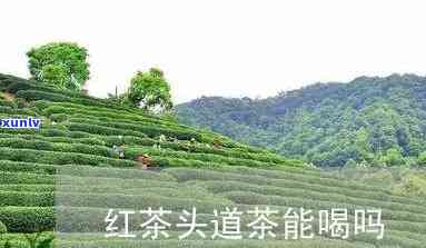 红茶头遍茶可以喝吗-红茶头遍茶不能喝么