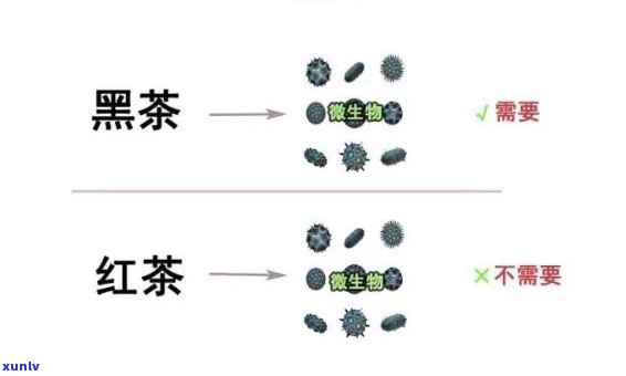 红茶变黑：还能喝吗？原因解析