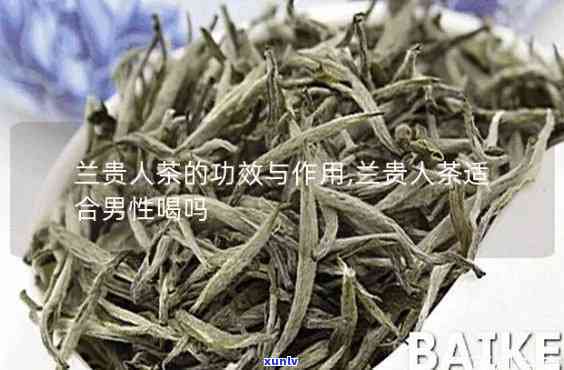 兰贵人红茶能长喝吗-兰贵人是红茶吗