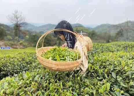 胃溃疡可以喝红茶吗？谢谢！探讨胃溃疡患者是否适合饮用红茶及白茶