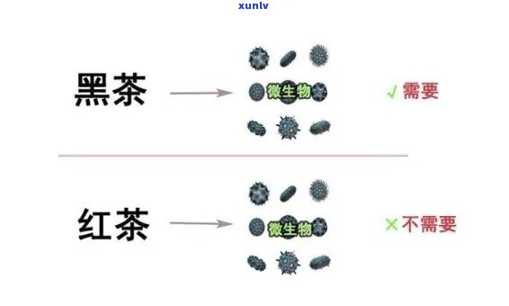 红茶喝多了会变黑吗？知乎上的讨论