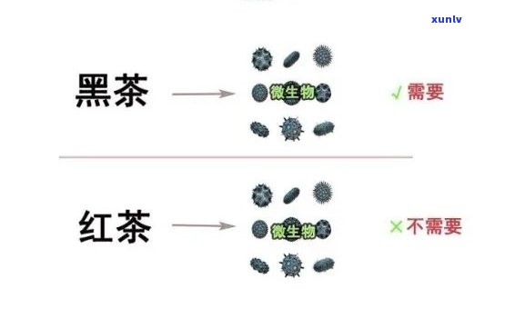 红茶喝多了会不会变黑？对皮肤有何影响？