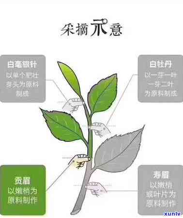 什么茶又苦又涩，口感独特：揭秘那些又苦又涩的茶叶品种