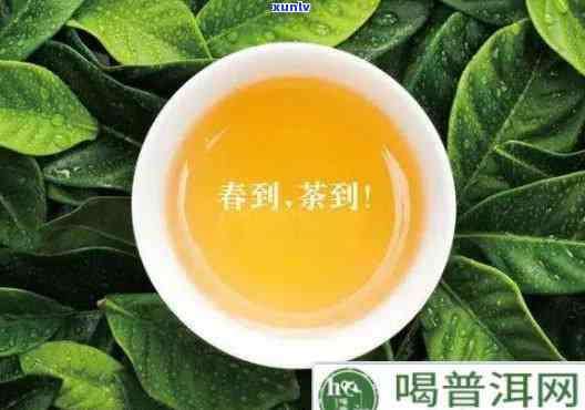 喝春雨茶有副作用吗？女性需注意！