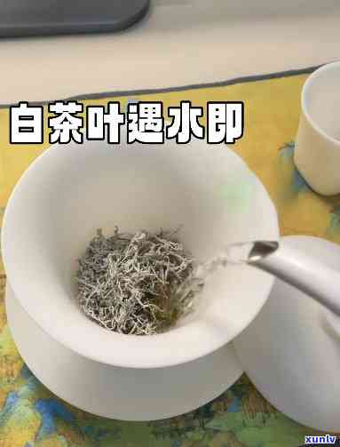 什么茶泡出来是白色-什么茶泡出来是白色的