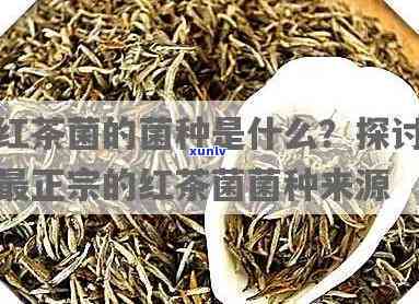 什么人适合喝红茶菌-什么人适合喝红茶菌菇