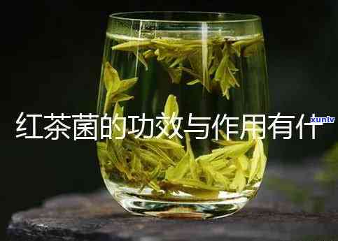 什么人适合喝红茶菌-什么人适合喝红茶菌菇