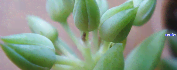 脂肪肝多喝茶好还是喝白开水好，脂肪肝患者：茶与白开水，哪个更适合您？