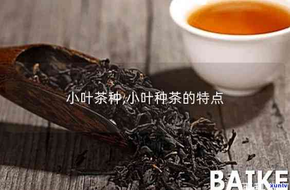 小粒茶是什么茶种？探究其所属类别与特点