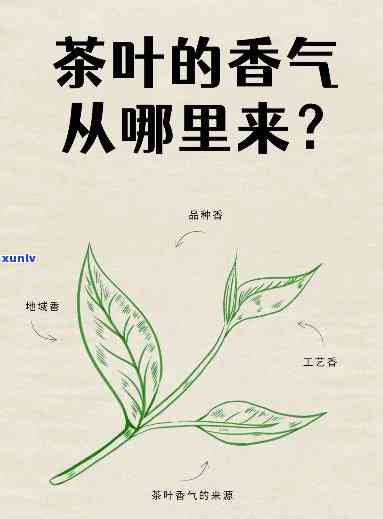 什么茶香又好喝，探寻口感：哪些茶叶香气浓且美味？