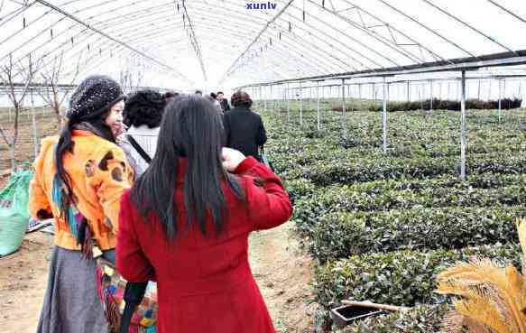 冬天女性喝什么茶好？全面解析冬适合女性饮用的茶叶