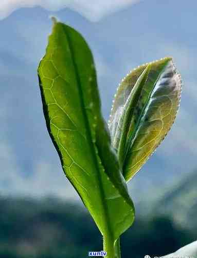 还有观音茶是什么茶-还有观音茶是什么茶叶